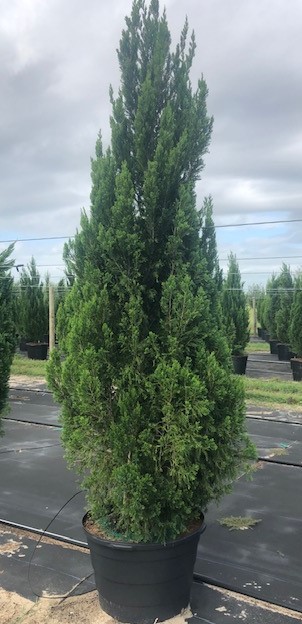 juniperus-chinensis-spartan-chinese-juniper