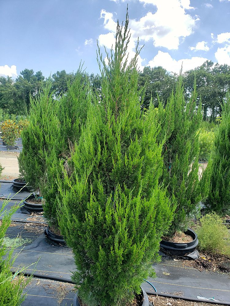 juniperus-chinensis-spartan-chinese-juniper
