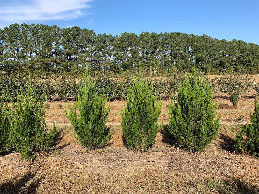 juniperus-chinensis-spartan-chinese-juniper