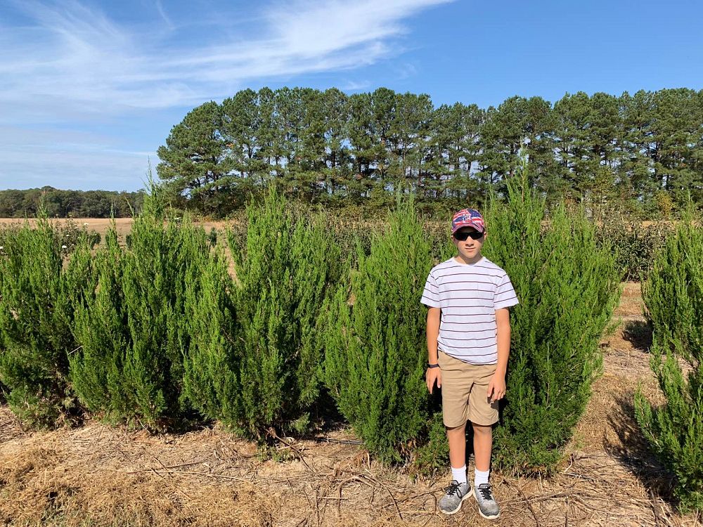juniperus-chinensis-spartan-chinese-juniper