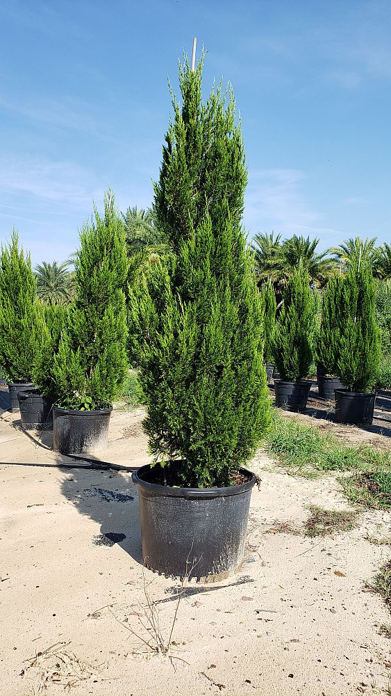 juniperus-chinensis-spartan-chinese-juniper