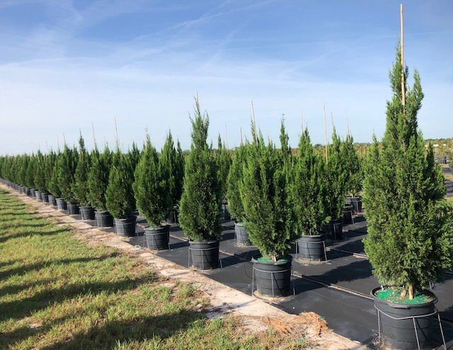 juniperus-chinensis-spartan-chinese-juniper