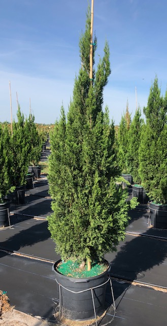 juniperus-chinensis-spartan-chinese-juniper