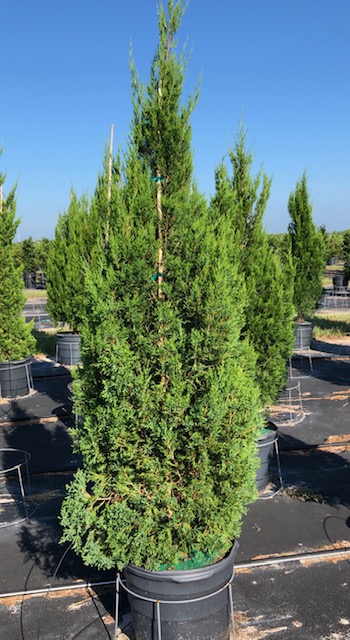 juniperus-chinensis-spartan-chinese-juniper