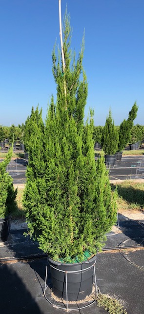 juniperus-chinensis-spartan-chinese-juniper