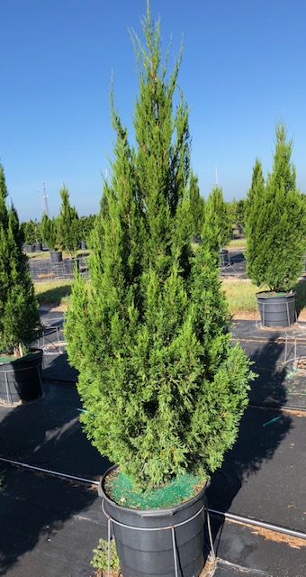 juniperus-chinensis-spartan-chinese-juniper