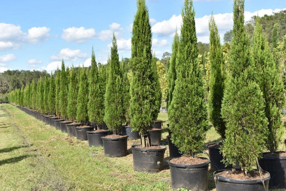 juniperus-chinensis-spartan-chinese-juniper
