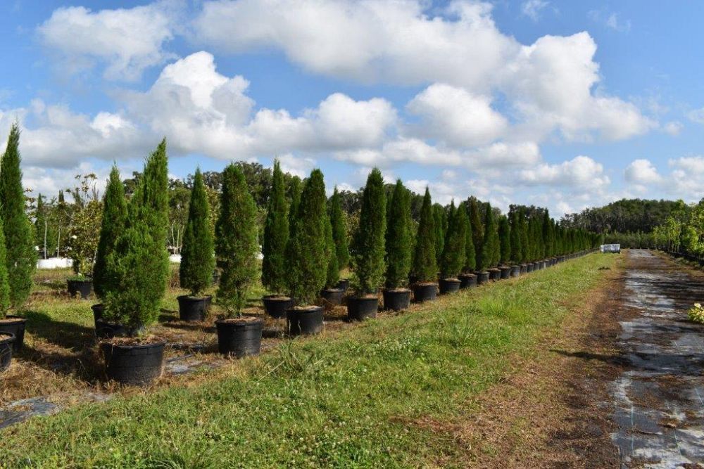 juniperus-chinensis-spartan-chinese-juniper
