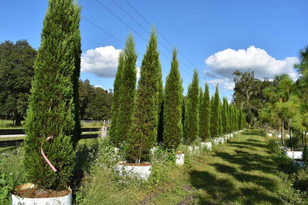juniperus-chinensis-spartan-chinese-juniper