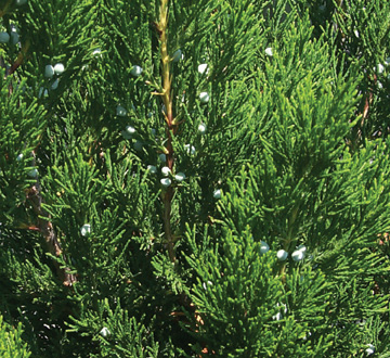 juniperus-chinensis-spartan-chinese-juniper