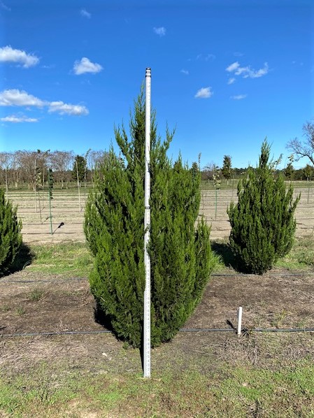 juniperus-chinensis-spartan-chinese-juniper