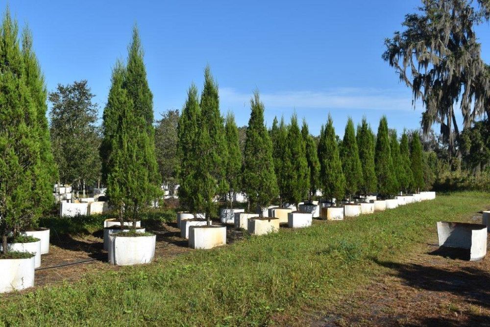 juniperus-chinensis-spartan-chinese-juniper