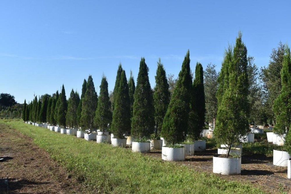 juniperus-chinensis-spartan-chinese-juniper