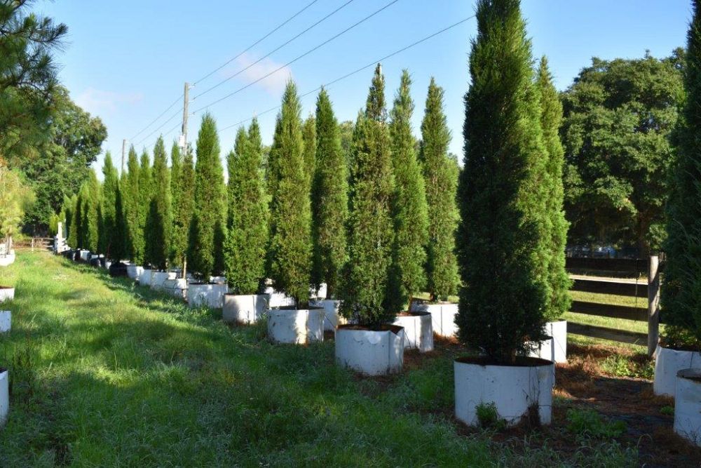 juniperus-chinensis-spartan-chinese-juniper