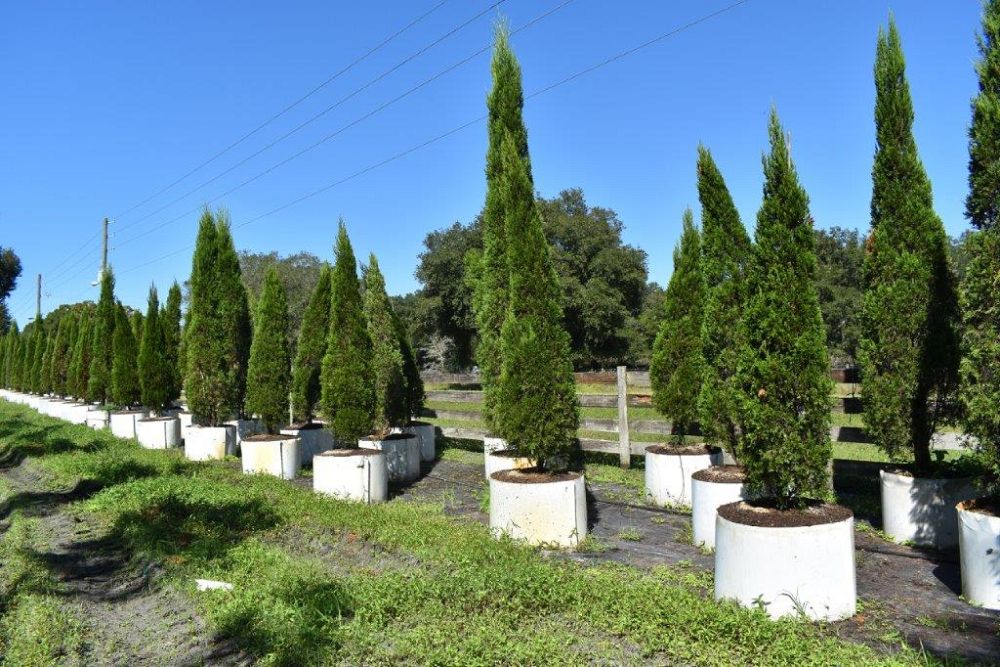 juniperus-chinensis-spartan-chinese-juniper