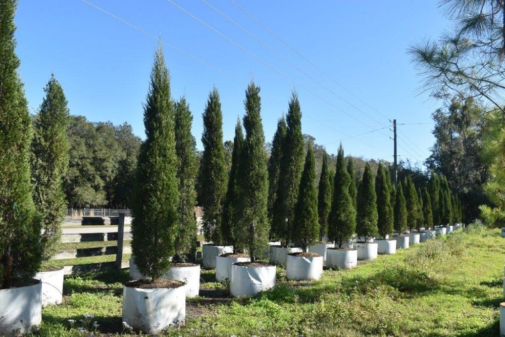 juniperus-chinensis-spartan-chinese-juniper