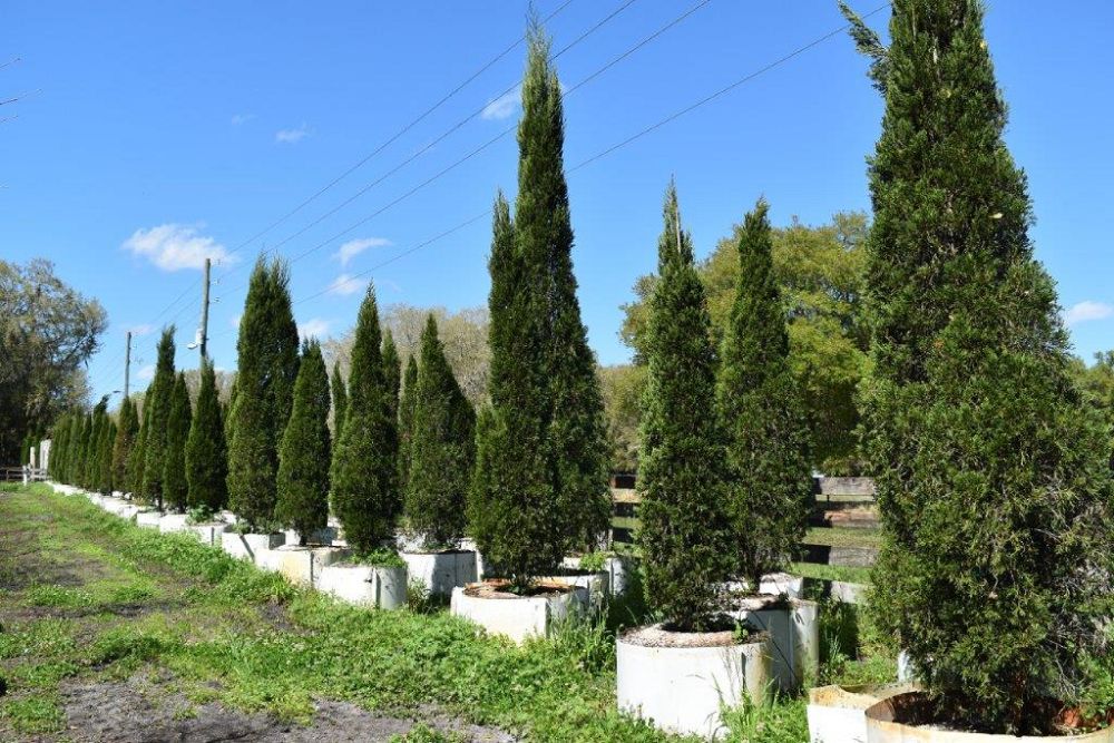 juniperus-chinensis-spartan-chinese-juniper
