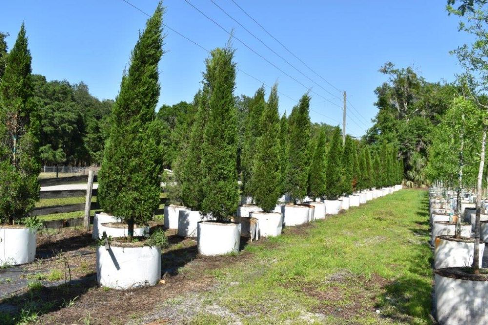 juniperus-chinensis-spartan-chinese-juniper