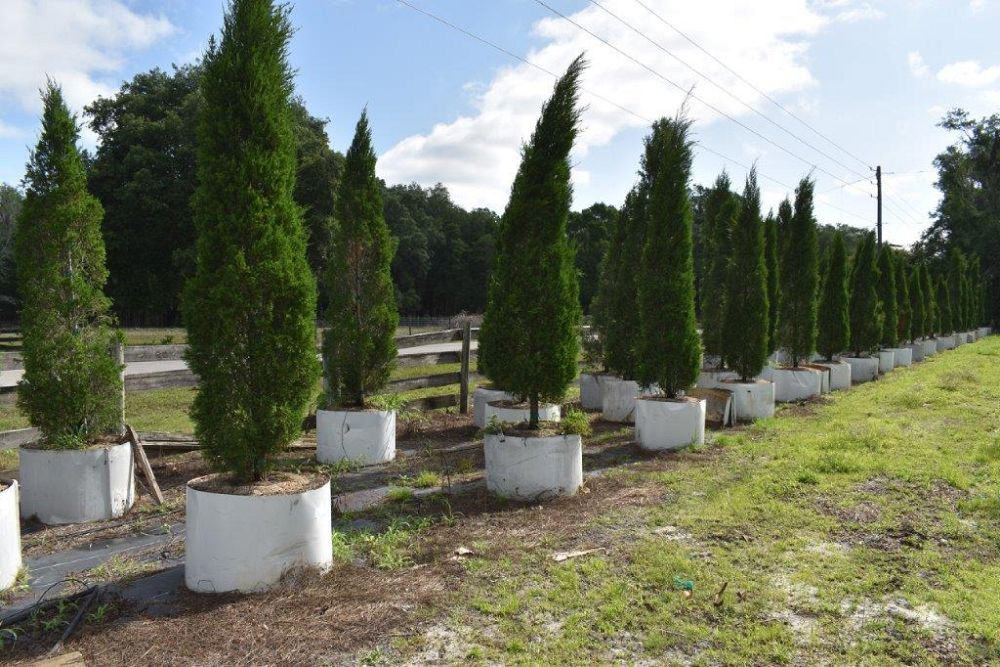 juniperus-chinensis-spartan-chinese-juniper