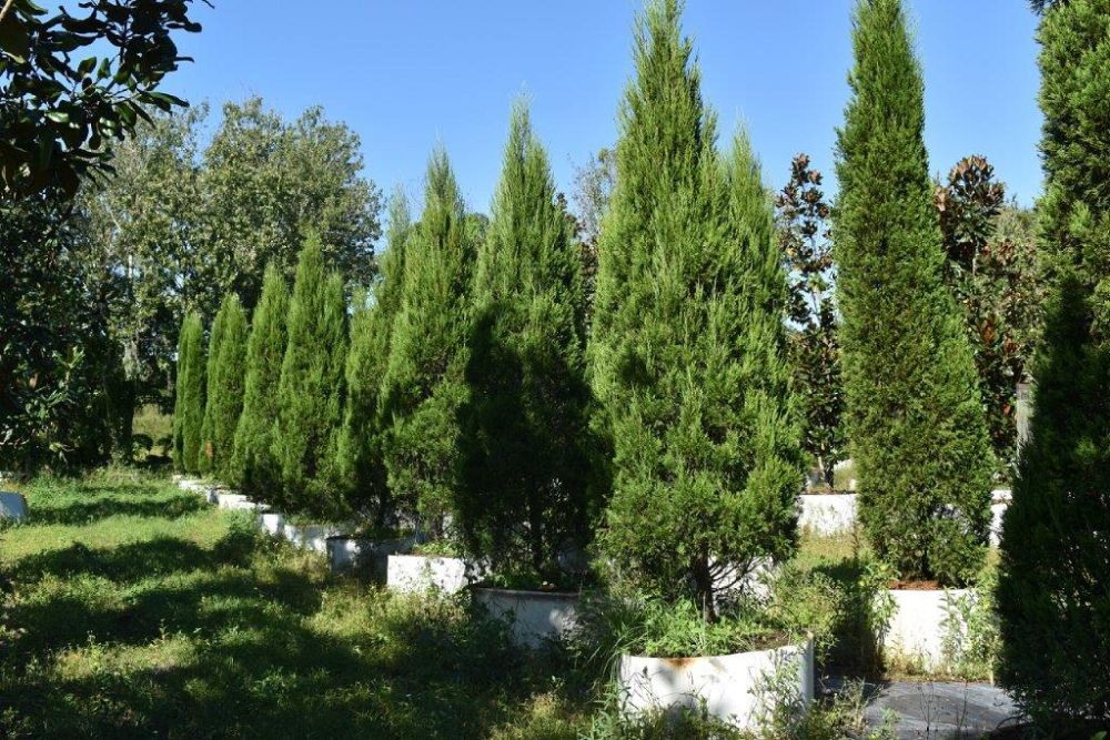 juniperus-chinensis-spartan-chinese-juniper