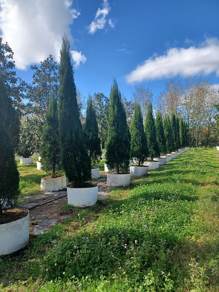 juniperus-chinensis-spartan-chinese-juniper