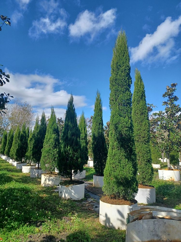 juniperus-chinensis-spartan-chinese-juniper