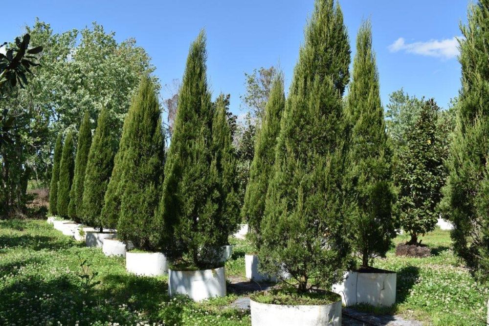 juniperus-chinensis-spartan-chinese-juniper