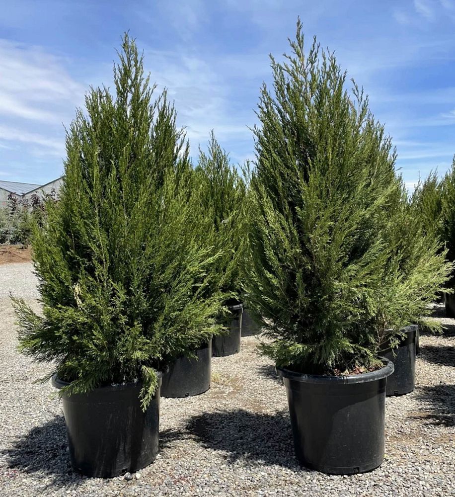 juniperus-chinensis-spartan-chinese-juniper