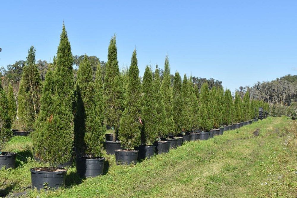 juniperus-chinensis-spartan-chinese-juniper
