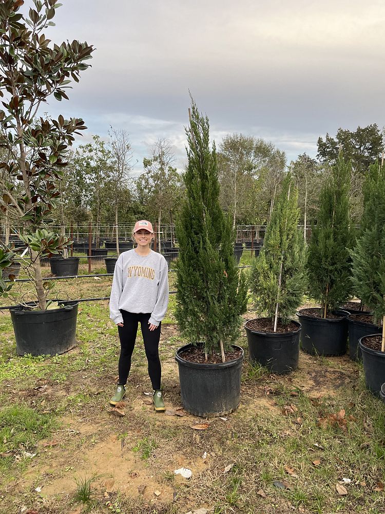 juniperus-chinensis-spartan-chinese-juniper