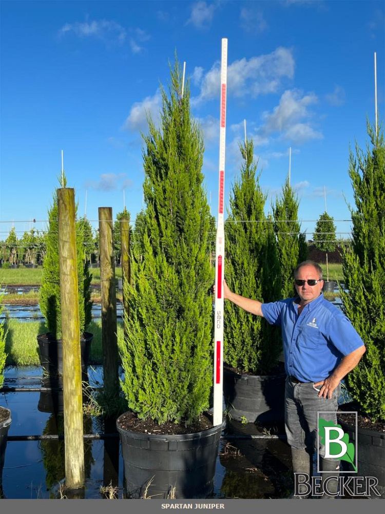 juniperus-chinensis-spartan-chinese-juniper