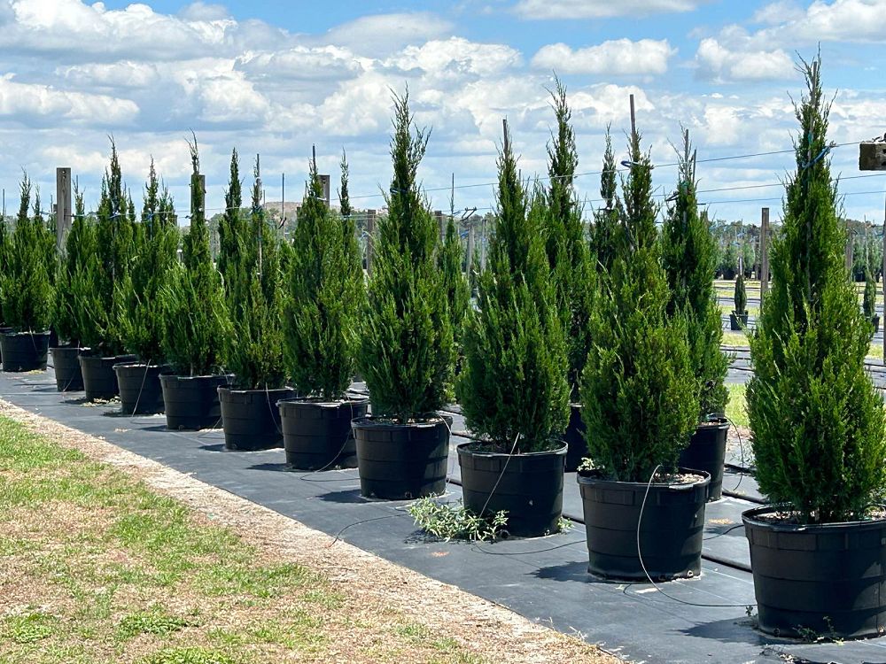 juniperus-chinensis-spartan-chinese-juniper