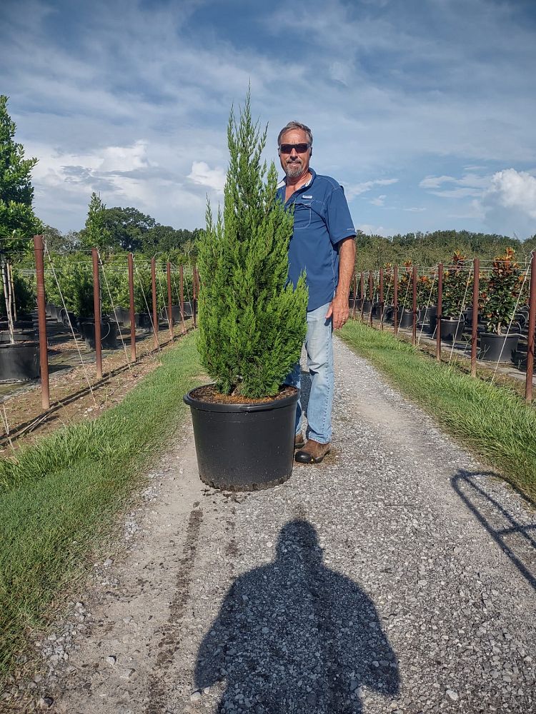 juniperus-chinensis-spartan-chinese-juniper