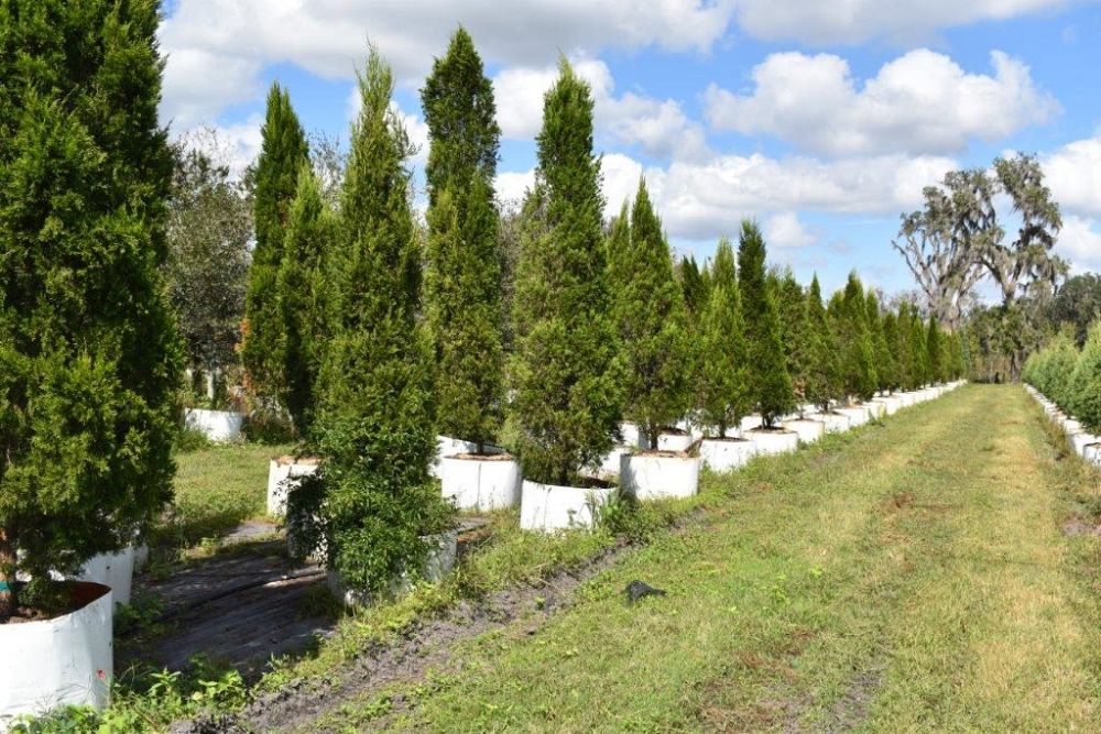 juniperus-chinensis-spartan-chinese-juniper