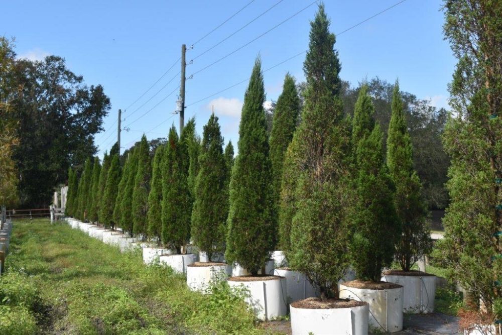 juniperus-chinensis-spartan-chinese-juniper