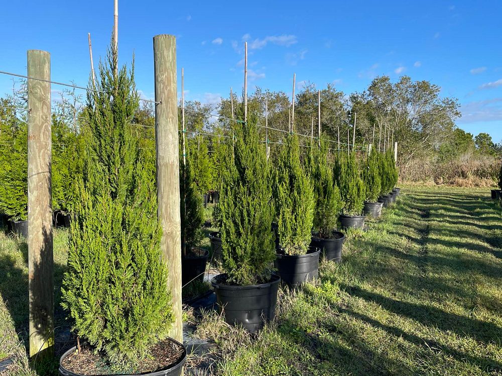juniperus-chinensis-spartan-chinese-juniper
