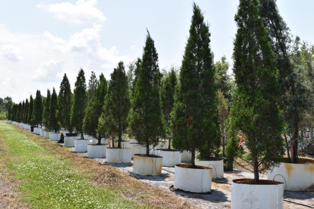 juniperus-chinensis-spartan-chinese-juniper