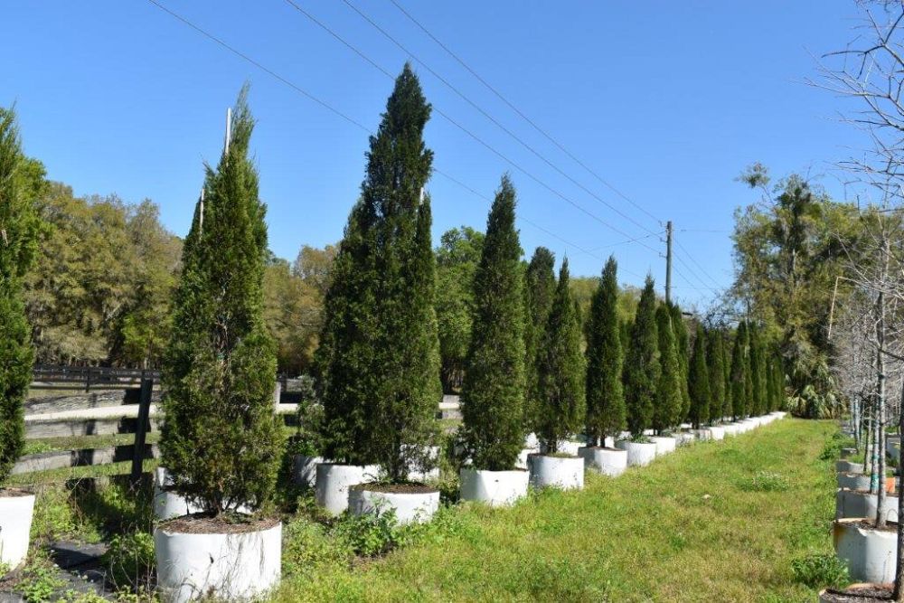 juniperus-chinensis-spartan-chinese-juniper
