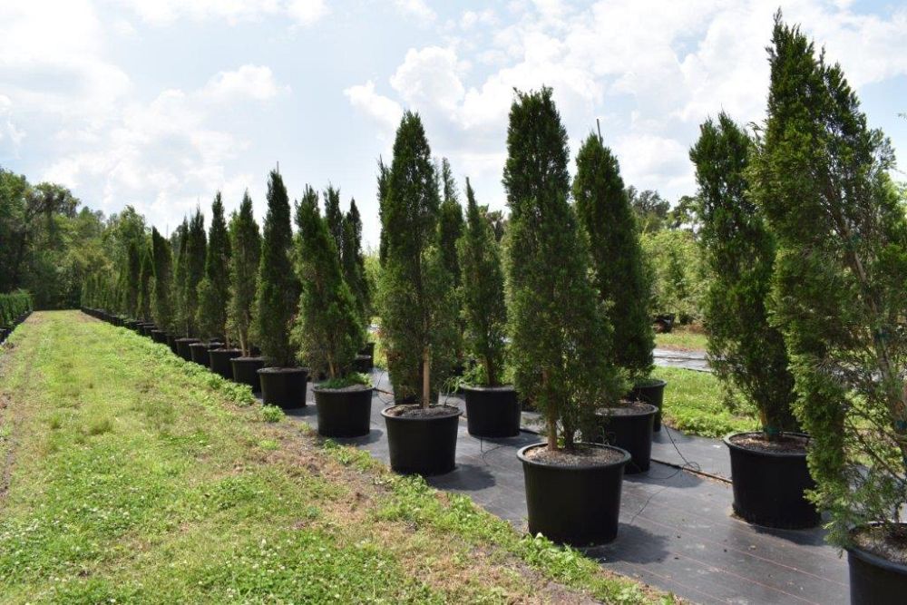 juniperus-chinensis-spartan-chinese-juniper