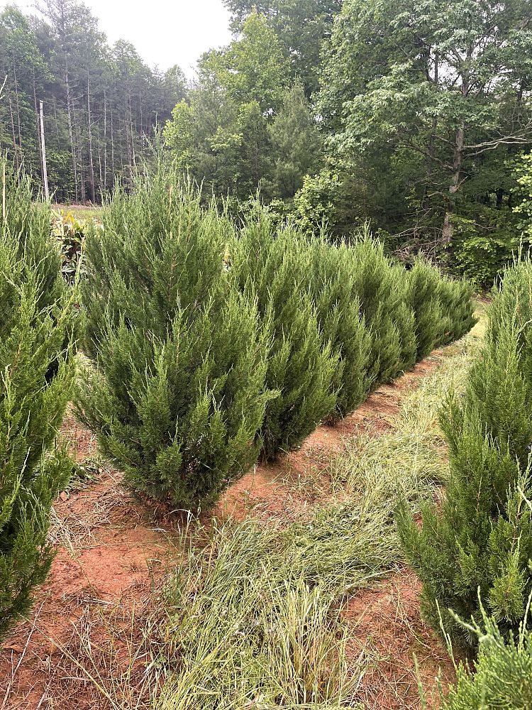 juniperus-chinensis-spartan-chinese-juniper