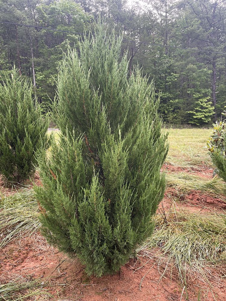 juniperus-chinensis-spartan-chinese-juniper