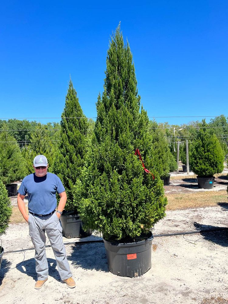 juniperus-chinensis-spartan-chinese-juniper