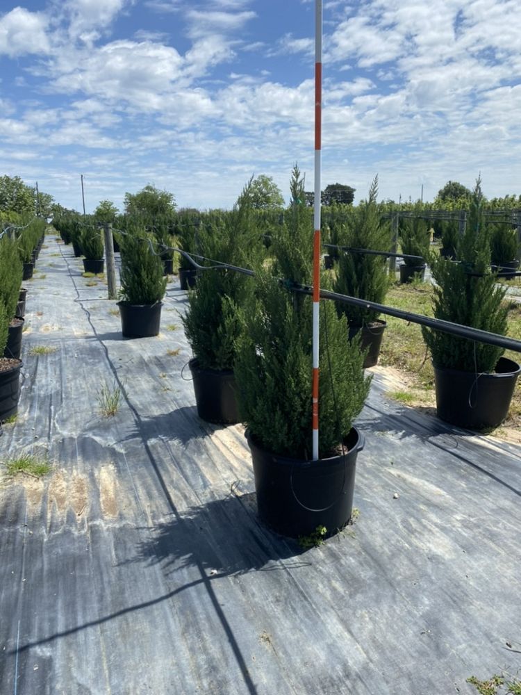 juniperus-chinensis-spartan-chinese-juniper