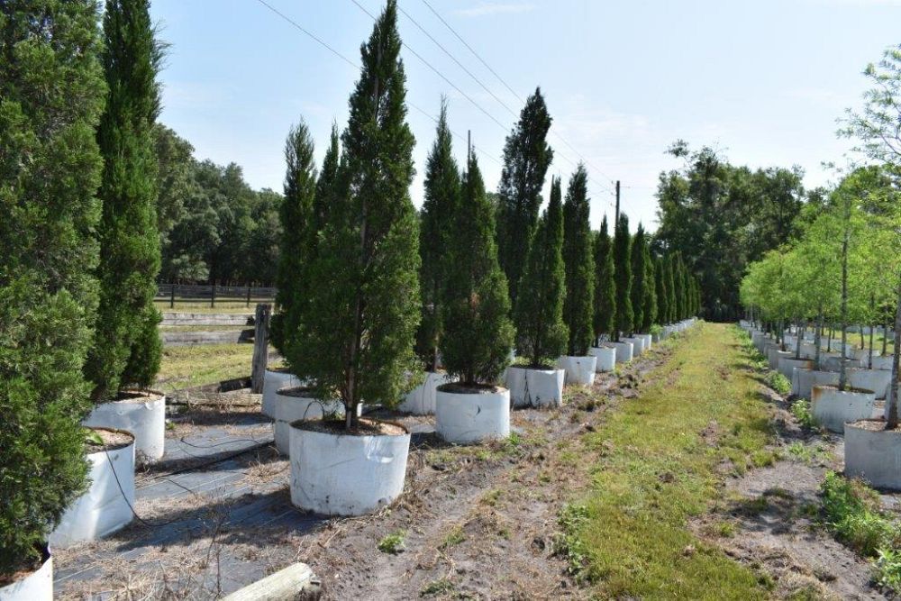 juniperus-chinensis-spartan-chinese-juniper