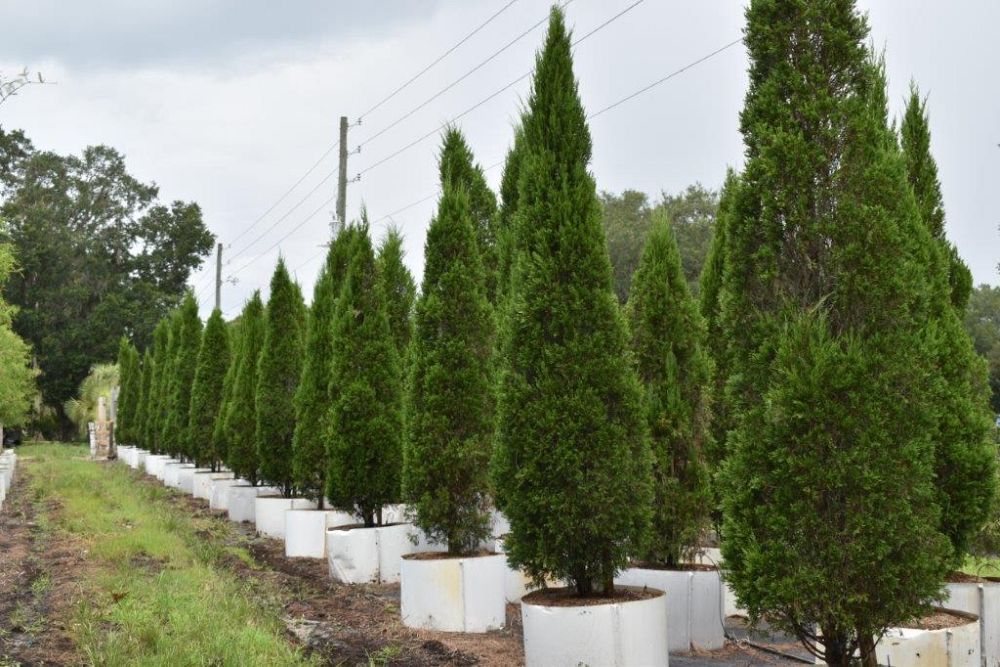 juniperus-chinensis-spartan-chinese-juniper