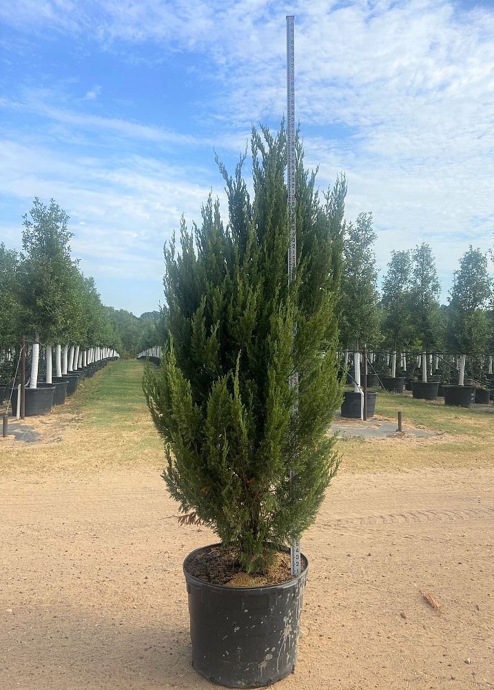 juniperus-chinensis-spartan-chinese-juniper