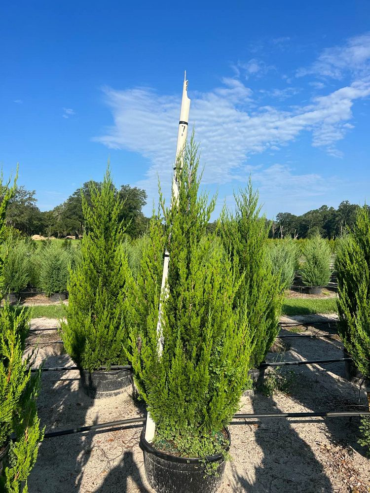 juniperus-chinensis-spartan-chinese-juniper