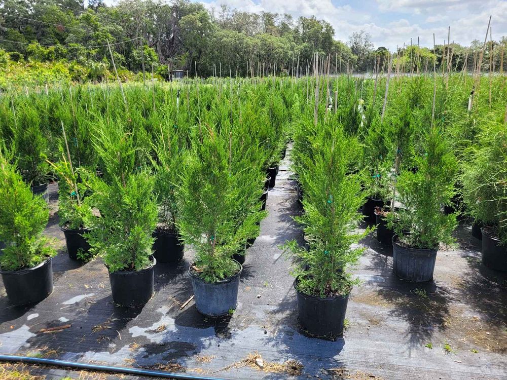 juniperus-chinensis-spartan-chinese-juniper