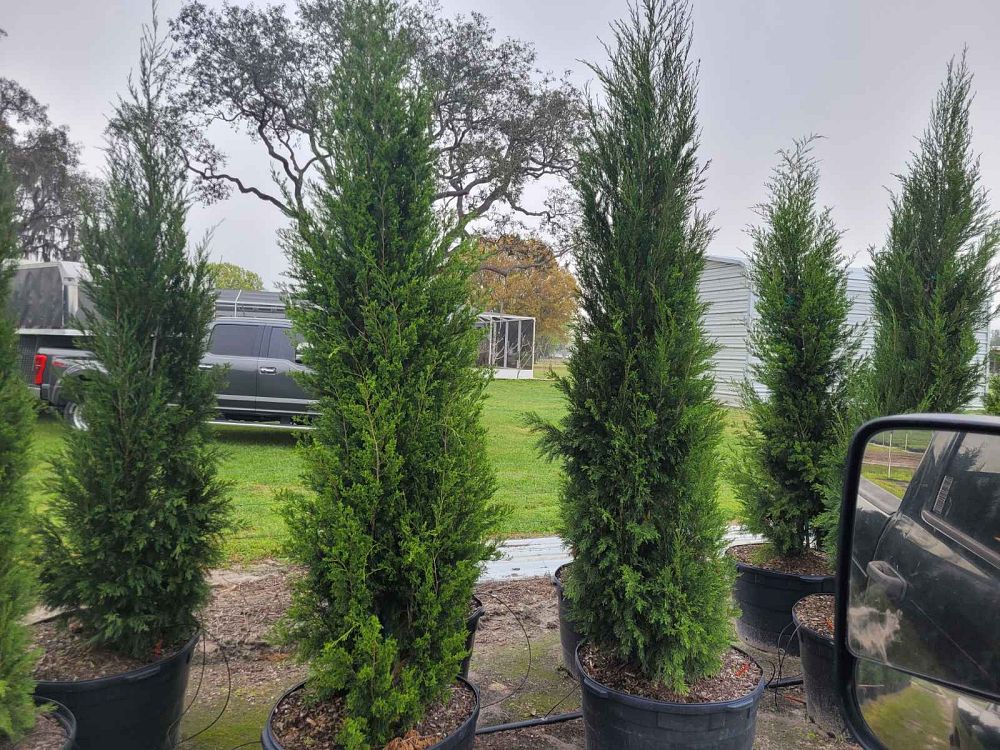 juniperus-chinensis-spartan-chinese-juniper