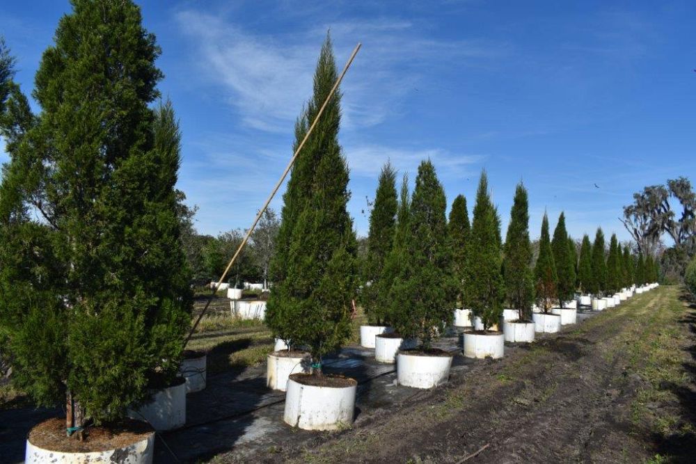 juniperus-chinensis-spartan-chinese-juniper